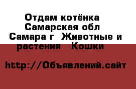 Отдам котёнка - Самарская обл., Самара г. Животные и растения » Кошки   
